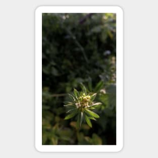 Green wild plant photography Sticker